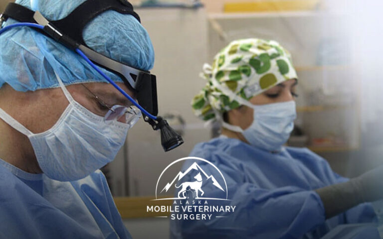 Alaska mobile veterinary surgery